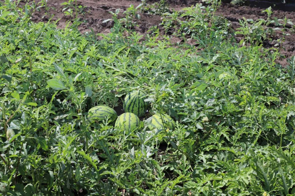 В Иркутском районе в конце августа готовятся собирать урожай арбузов