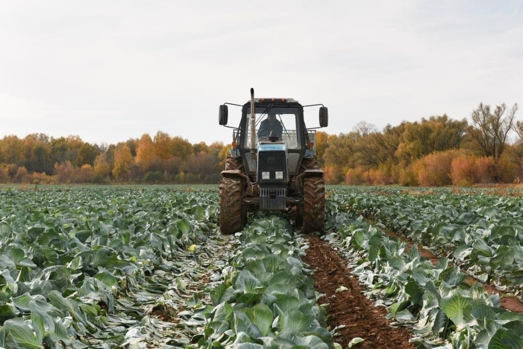 В Городском округе Коломна приступили к сбору урожая картофеля