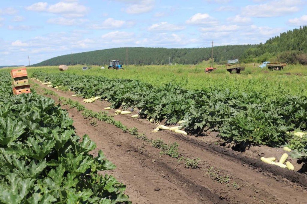 В Иркутском районе в конце августа готовятся собирать урожай арбузов