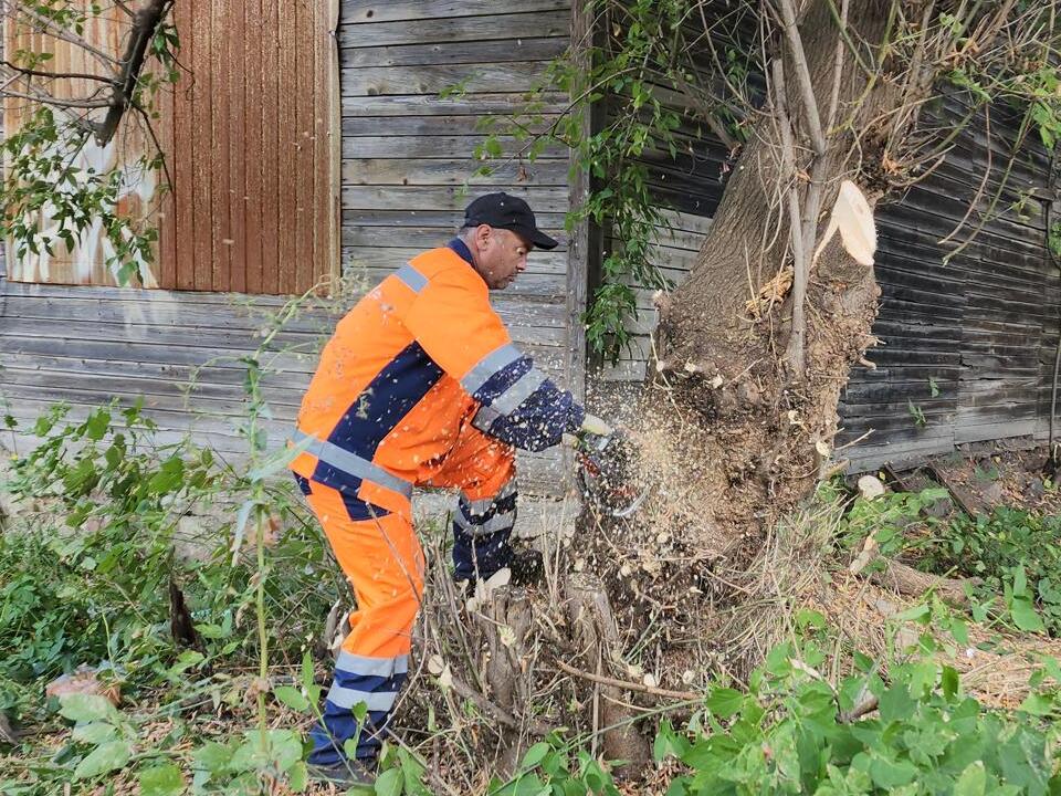В Ивантеевке в Детском проезде выполнен спил аварийных деревьев в рамках подготовки к демонтажу дома