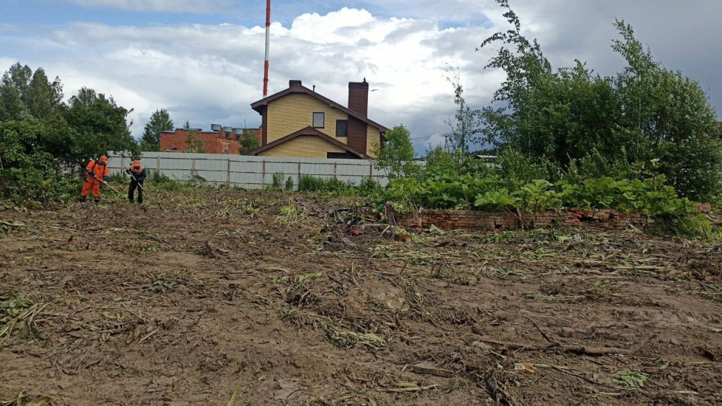 В подмосковном Пушкинском продолжается борьба с борщевиком В подмосковном Пушкинском продолжается борьба с борщевиком