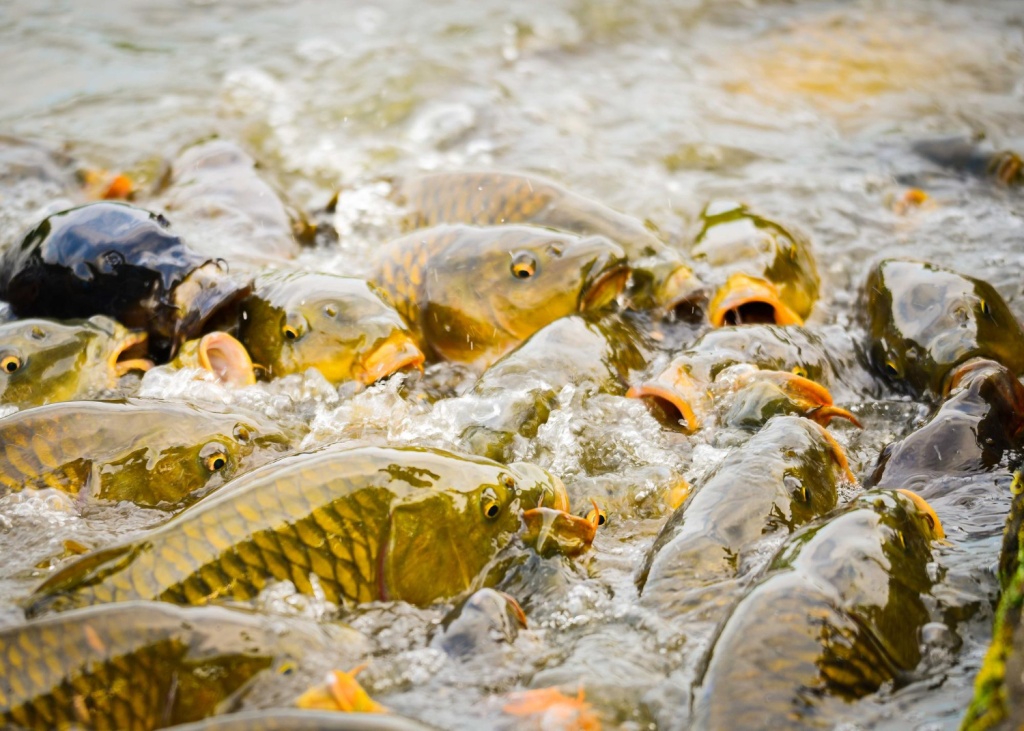В селе Новопичугово выпустят молодь сазана в Новосибирское водохранилище