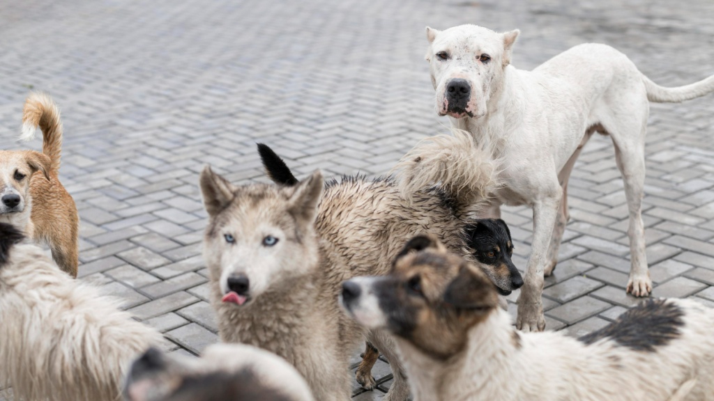 От укусов бездомных животных в Искитимском районе пострадали трое несовершеннолетних. От укусов бездомных животных в Искитимском районе пострадали трое несовершеннолетних.