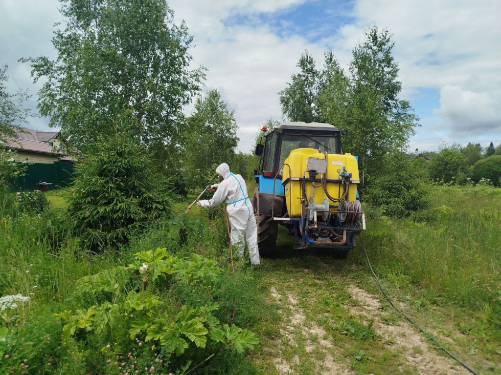 В подмосковном Пушкинском продолжается борьба с борщевиком В подмосковном Пушкинском продолжается борьба с борщевиком