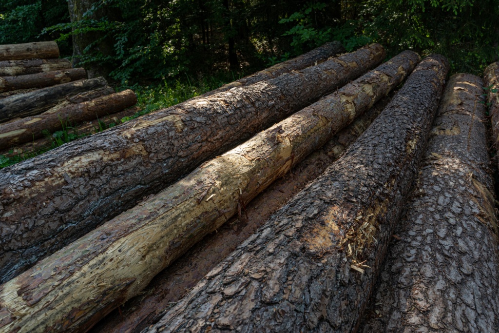 В Вологодской области группу браконьеров осудили за масштабную вырубку леса в Бабушкинском округе