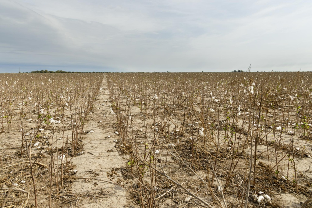 В Воронежской области из-за непогоды погибла четверть посевов озимых