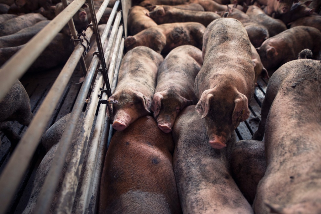 Губернатор Ставрополья сделал ряд распоряжений в связи с выявлением очага африканской чумы свиней Губернатор Ставрополья сделал ряд распоряжений в связи с выявлением очага африканской чумы свиней
