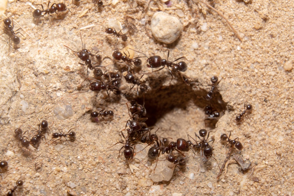 Министерство экологии Подмосковья обратилось к жителям региона с просьбой не разрушать муравейники