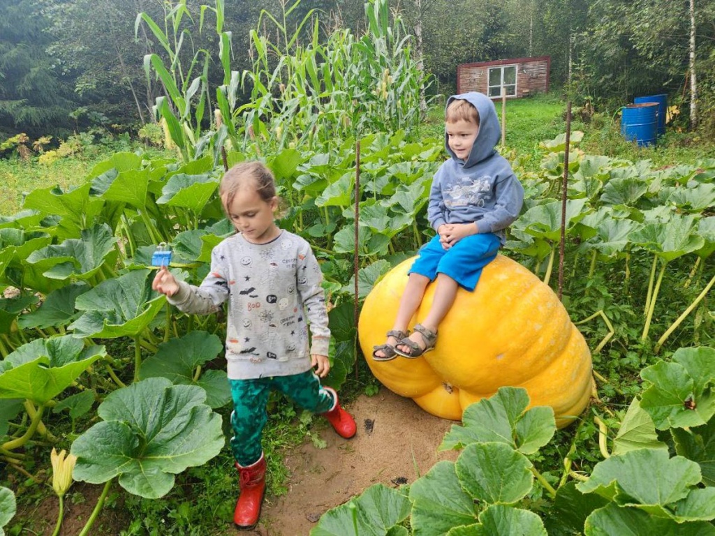 Дачница из Волоколамска вырастила тыкву весом почти полтонны
