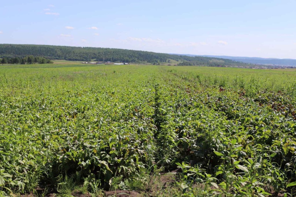 В Иркутском районе в конце августа готовятся собирать урожай арбузов