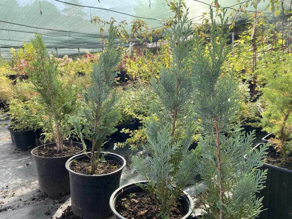 Уполномоченный главы Пушкинского выполнила наказ жителей Ивантеевки: во дворе на Фабричном проезде высадят голубые ели и гортензии Уполномоченный главы Пушкинского выполнила наказ жителей Ивантеевки: во дворе на Фабричном проезде высадят голубые ели и гортензии