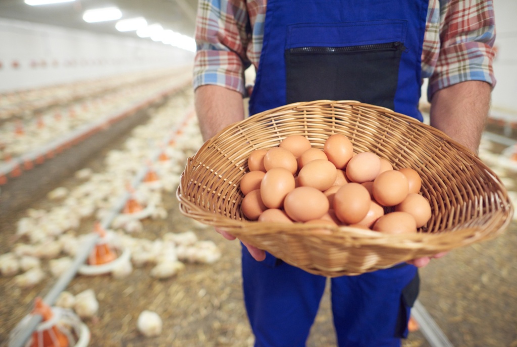Власти Казахстана введут запрет на ввоз куриных яиц автотранспортом