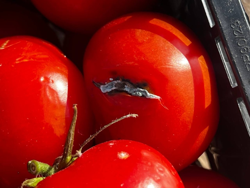 В Новосибирске у нелегальных торговцев изъяли около тонны овощей и фруктов В Новосибирске у нелегальных торговцев изъяли около тонны овощей и фруктов